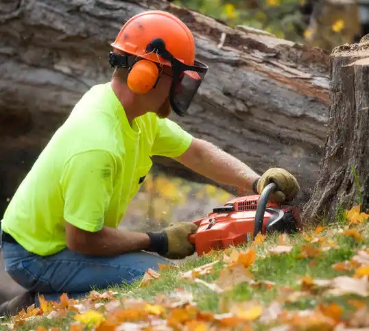 tree services Moline Acres